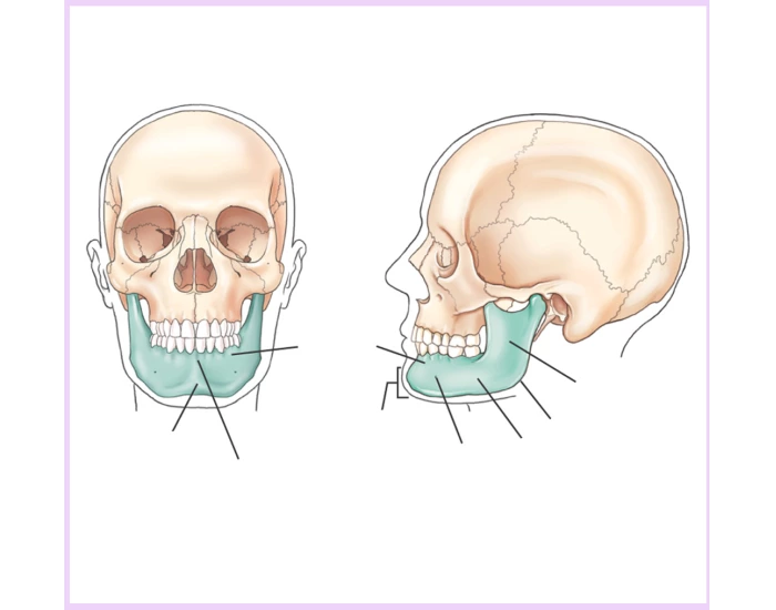 mandibular body Quiz Biology Diagrams