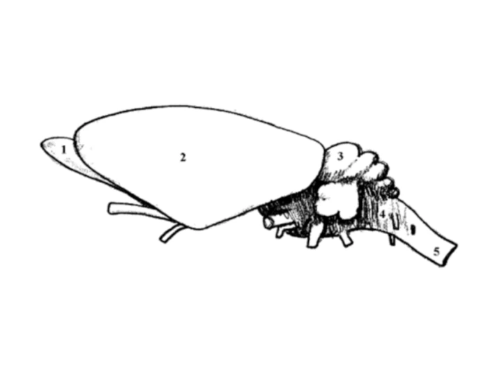 rat dissection brain Quiz