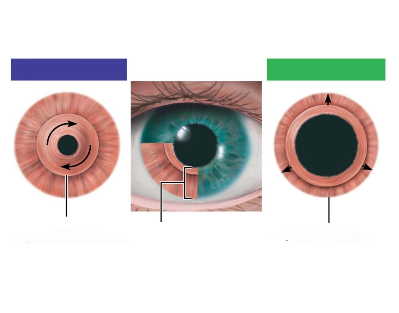 Pupillae muscles Quiz