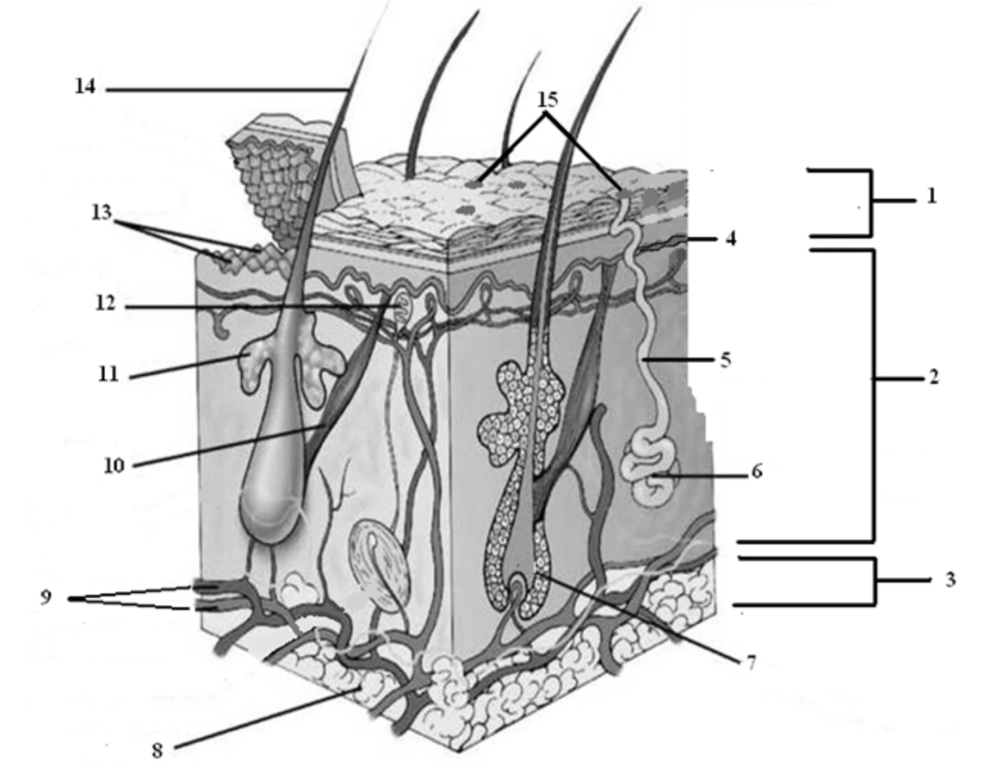 Skin Label Test Skin Label Quiz