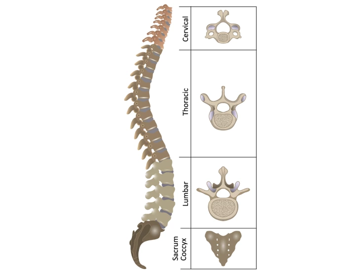 spine location Quiz