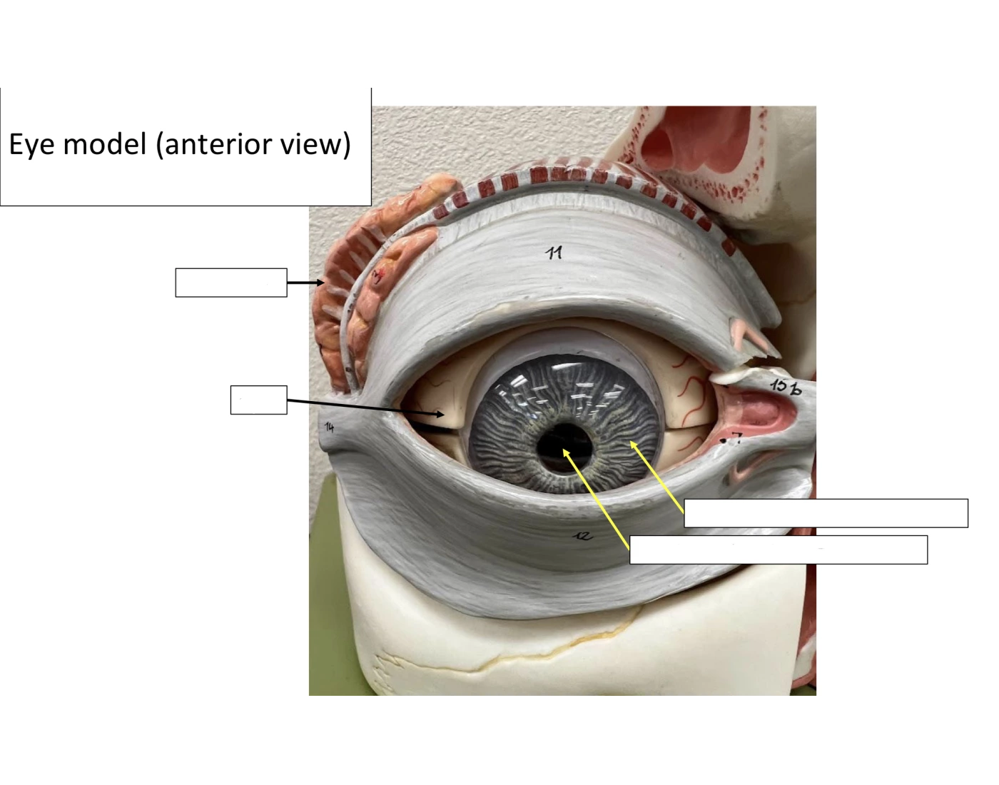 Eye Model (anterior view) Quiz