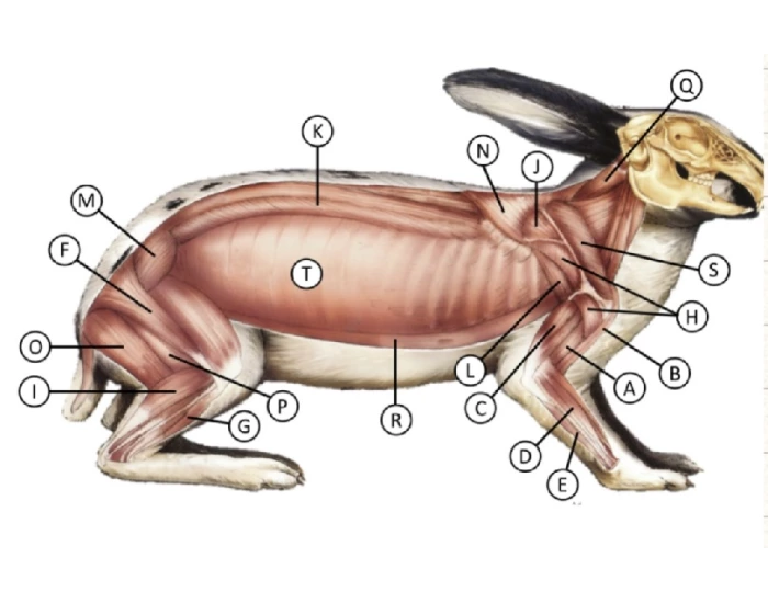 Outstretched Rabbit Leg Bones rabbit superficial muscles Quiz