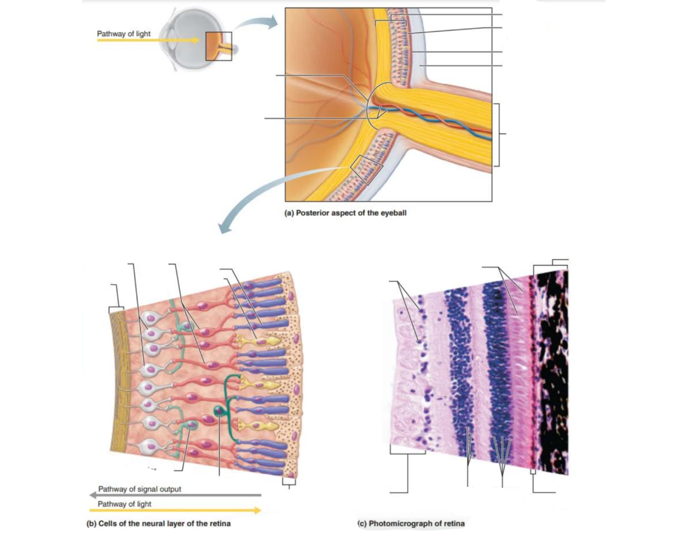 Retina Layers Oct Worksheet.pdf Microscopic Anatomy of Retina — Printable Worksheet