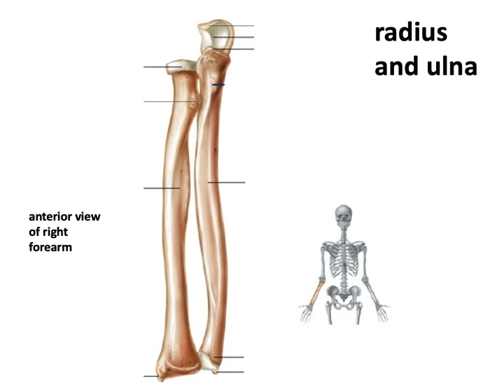anatomy of the radius & ulna Quiz