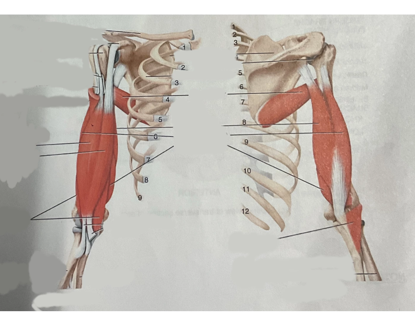 Proximal Muscle Example Proximal Upper Extremity Muscles (KNES 259) Quiz