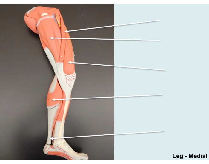 leg Quiz