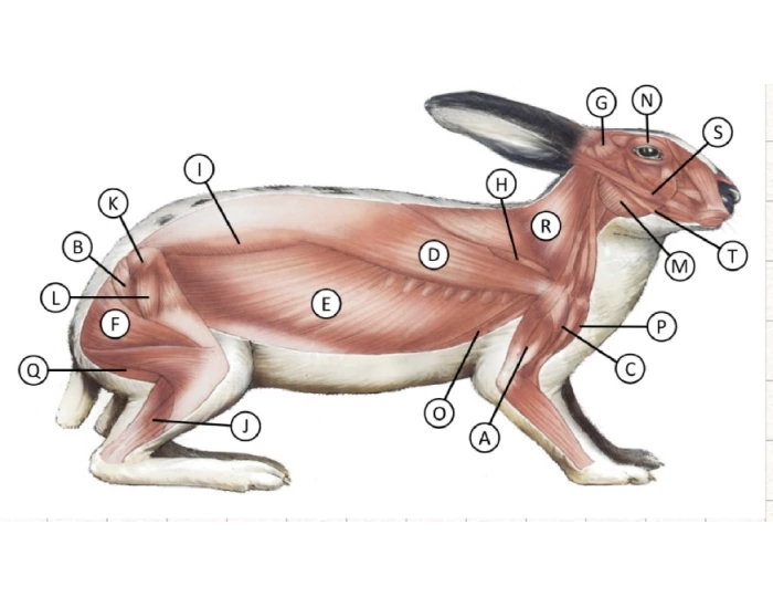 rabbit muscles Quiz