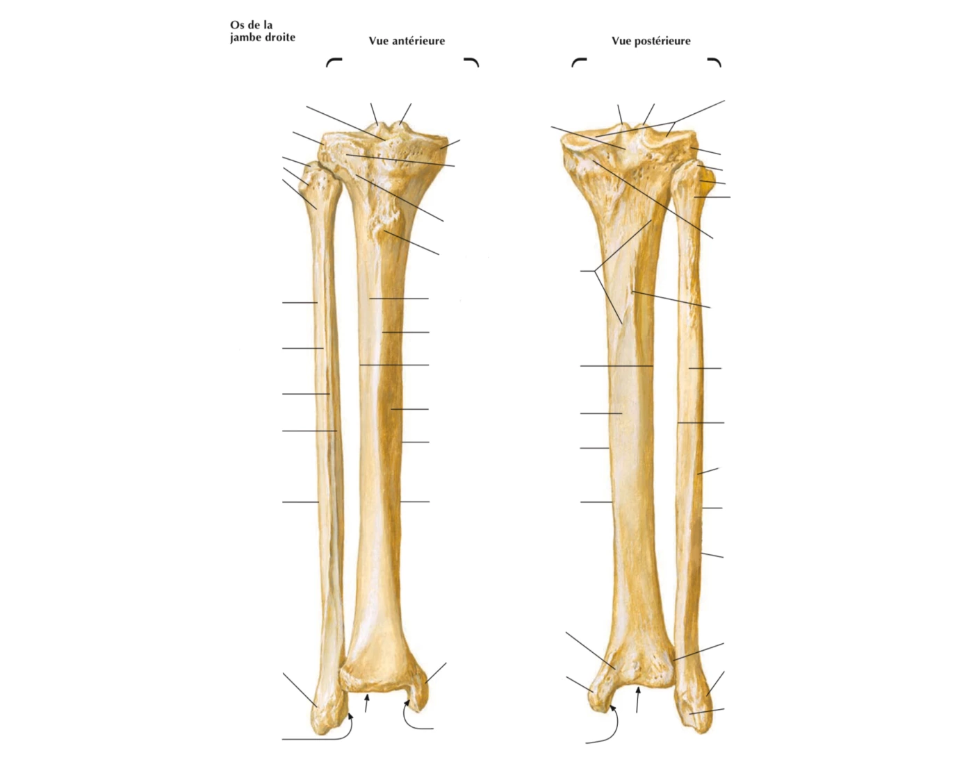 Anatomie: Tibia et fibula (ostéologie) Quiz