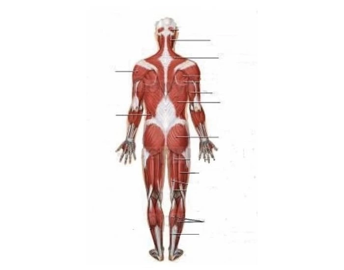 14+ Back Muscles Anatomy Quiz For Free 14+ Back Muscles Anatomy Quiz For Free