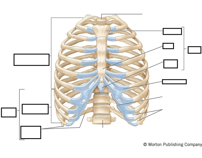 Ribs and Sternum- A&P 1- Lab Practical 2 — Printable Worksheet