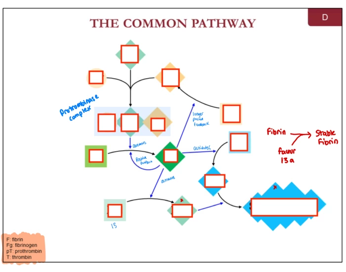 Common Pathway Quiz