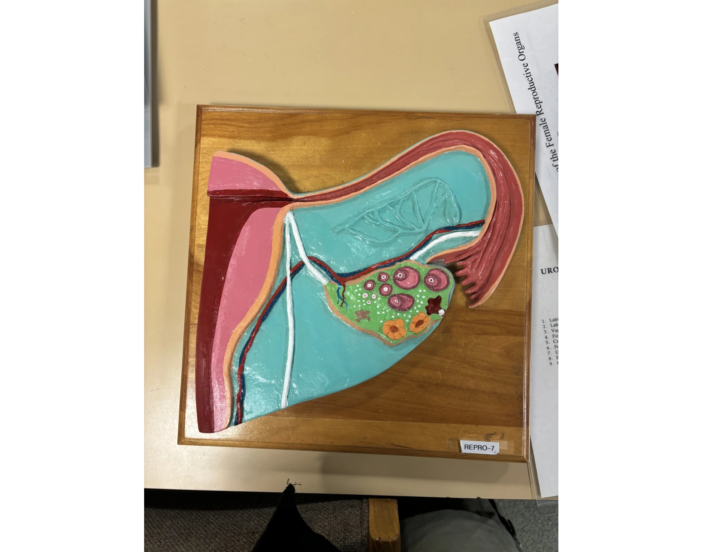 Internal Anatomy Of Female Reproductive System Quiz internal-anatomy-of-female-reproductive-system-quiz