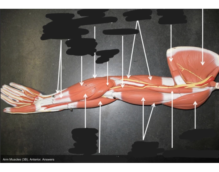 Anterior View Superficial In Biology Diagrams