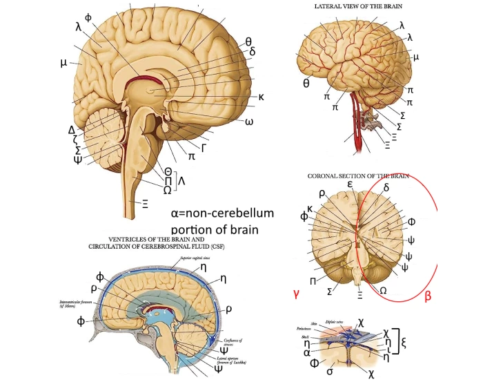 Brain Labeled Disection Label the Brain - Anatomy Quiz