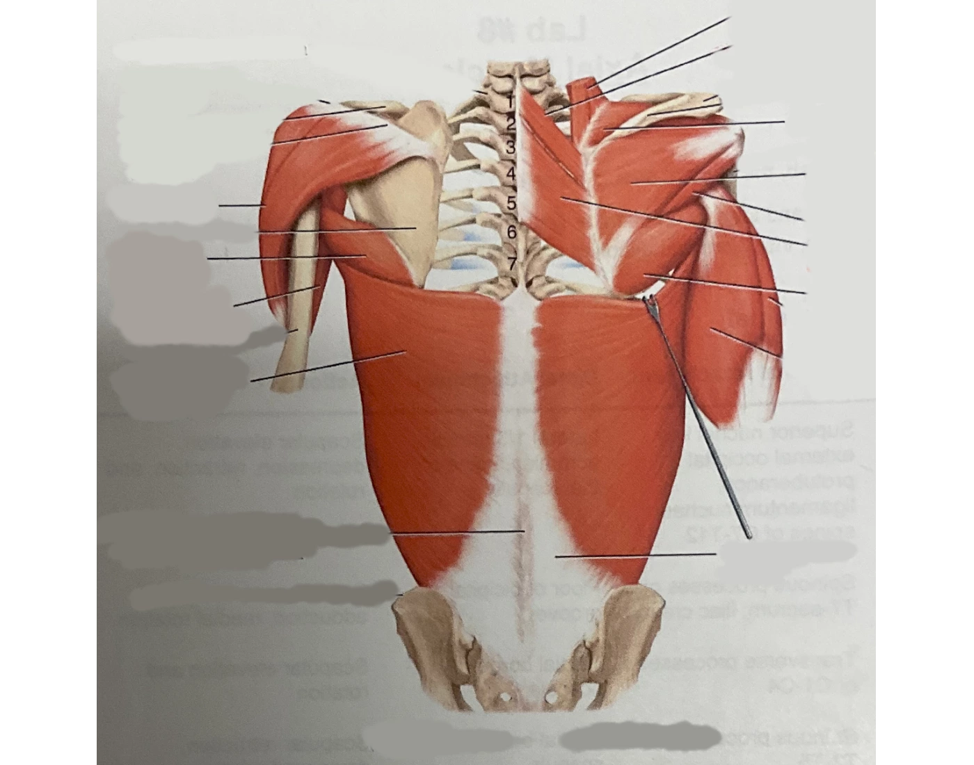 Back Regions R Back Region Muscles (KNES 259) Quiz