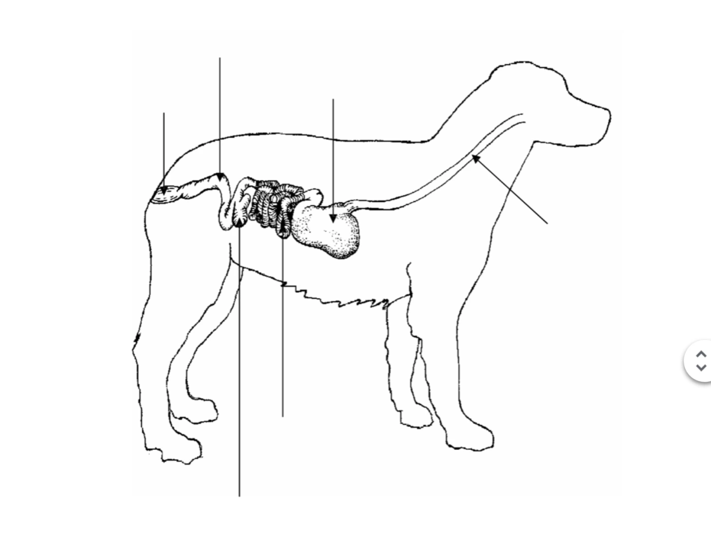 Digestive System Review Dog Quiz