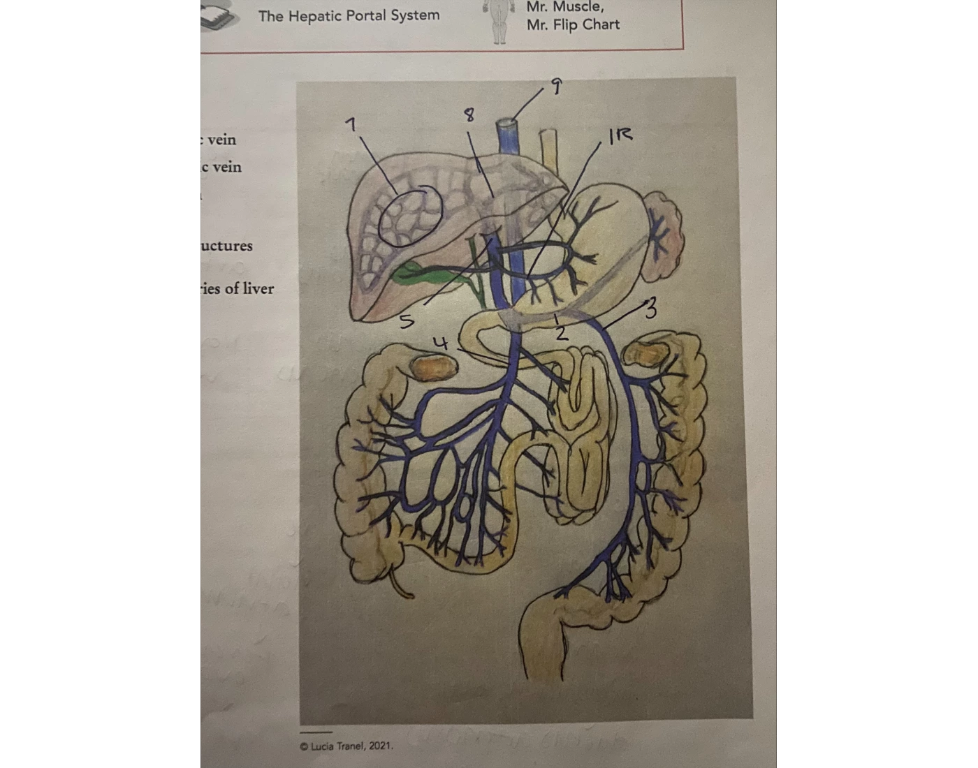 Hepatic Portal Veins Quiz Biology Diagrams