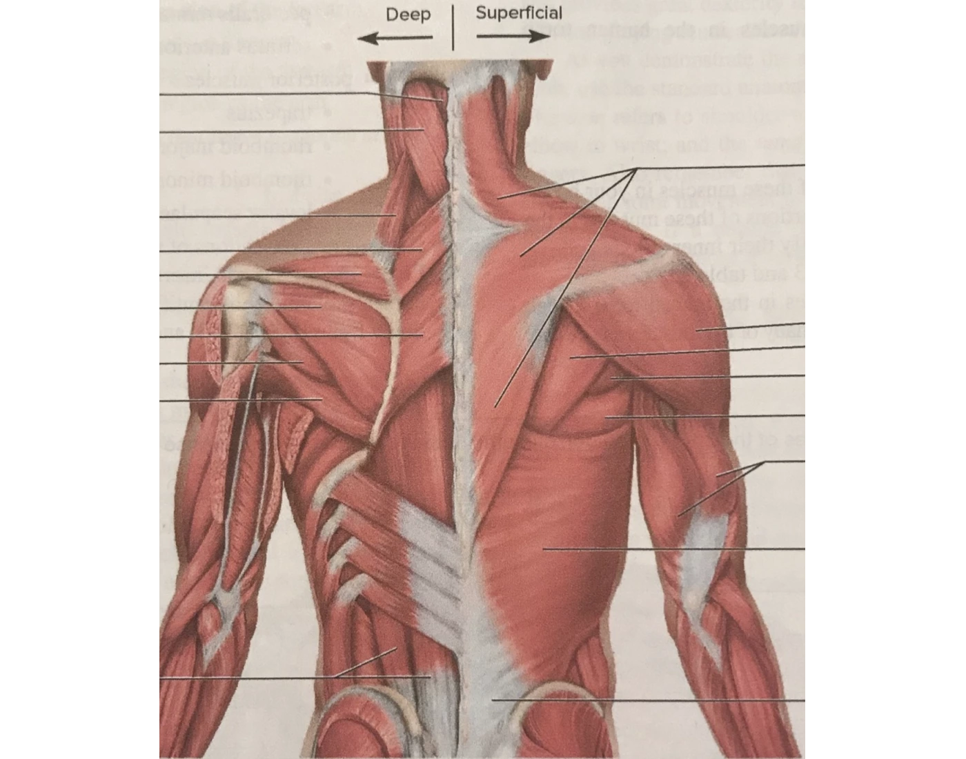 Posterior muscles of the shoulder back and arm Quiz