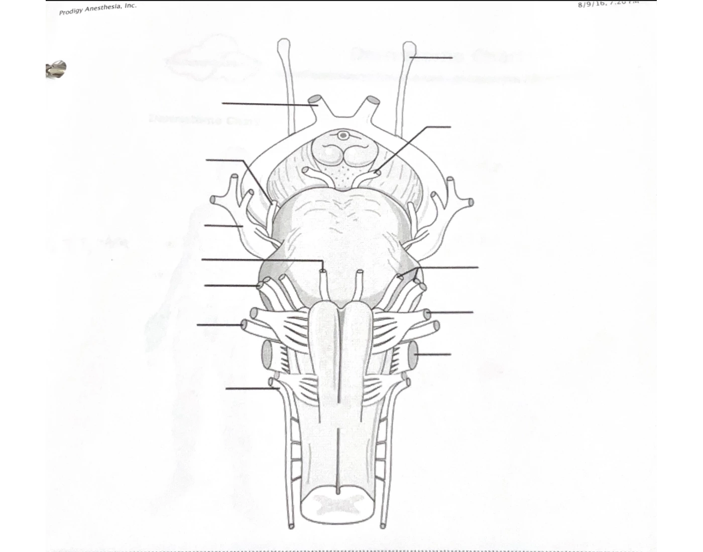 Cranial Nerves Anatomy Game cranial-nerves-anatomy-game