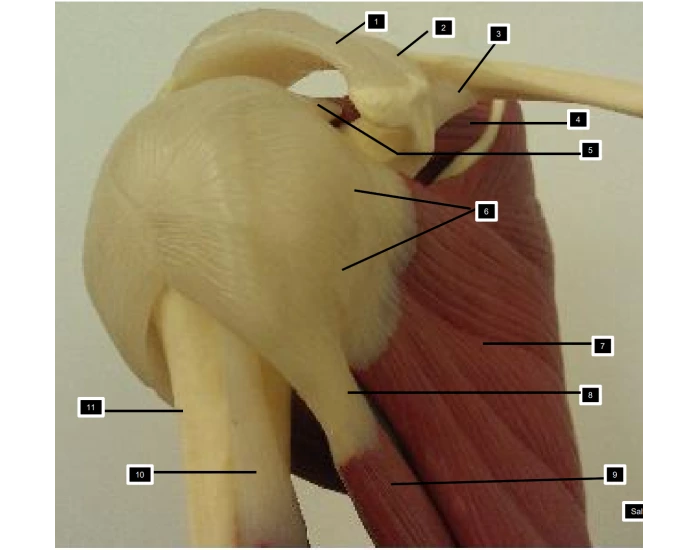 Shoulder Model Dynamic shoulder model Quiz