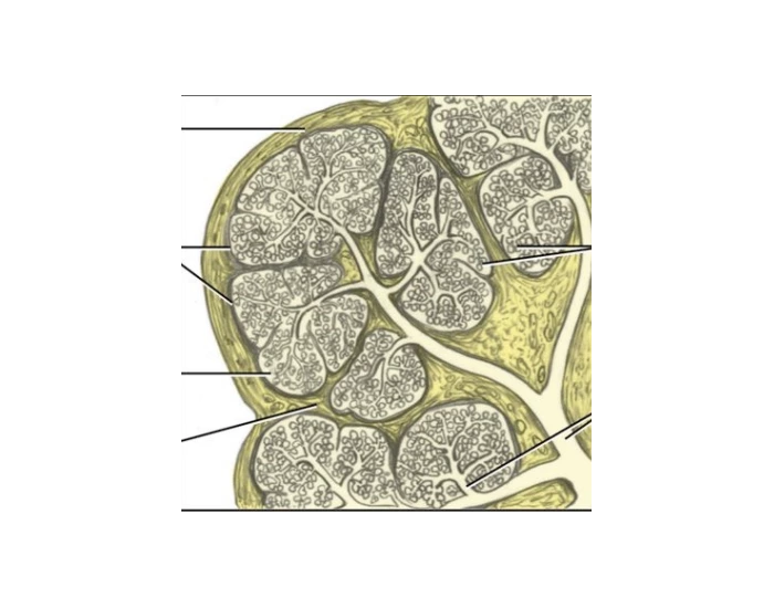 Structure of salivary glands Quiz Biology Diagrams