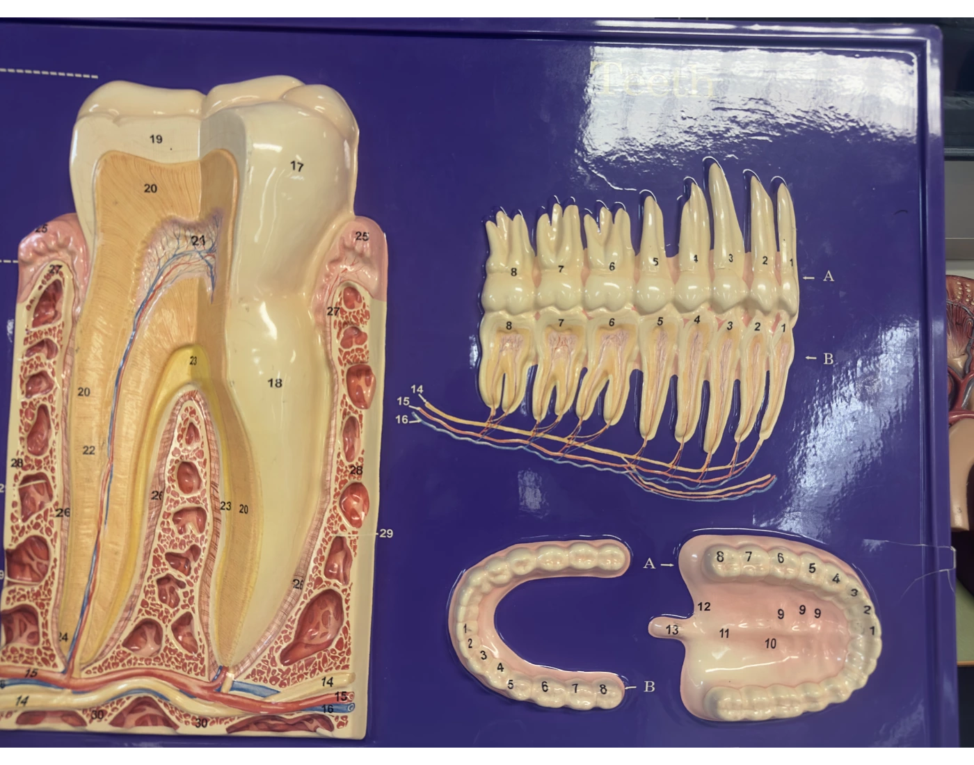 Digestive Teeth Digestive - Tooth Model (purple board) Quiz