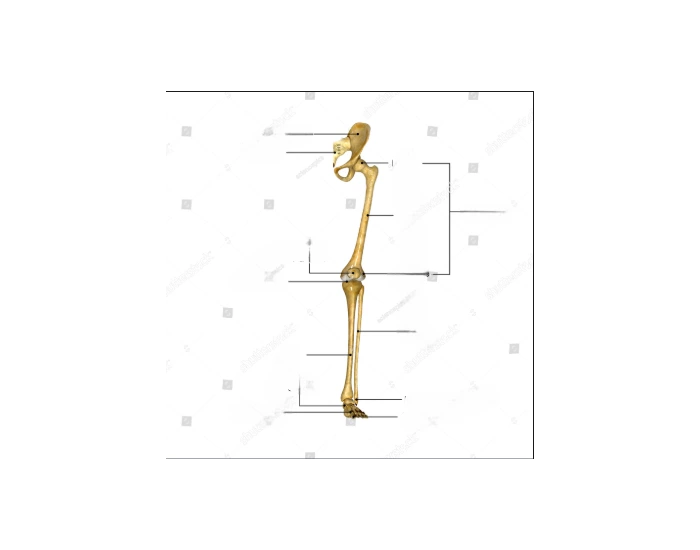 Leg Anatomy Quiz