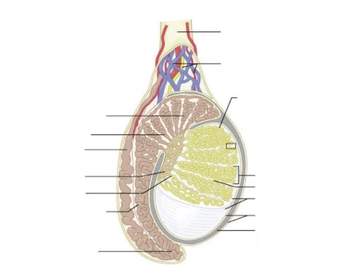 Anatomy of testis Quiz