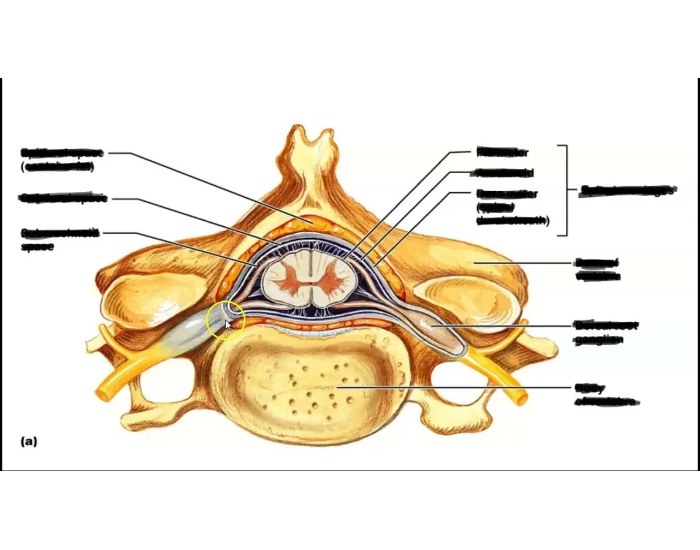 Meninges in spinal cord Quiz Biology Diagrams