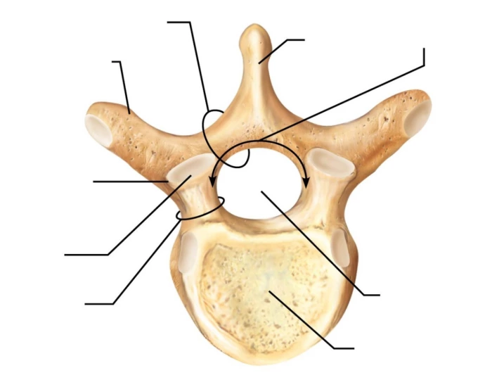 Vertebrae Labeling Quiz