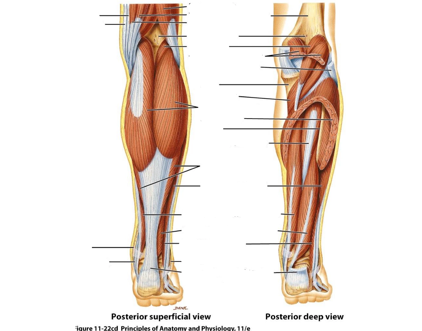 M sculos Posterior De La Pierna Quiz m-sculos-posterior-de-la-pierna-quiz