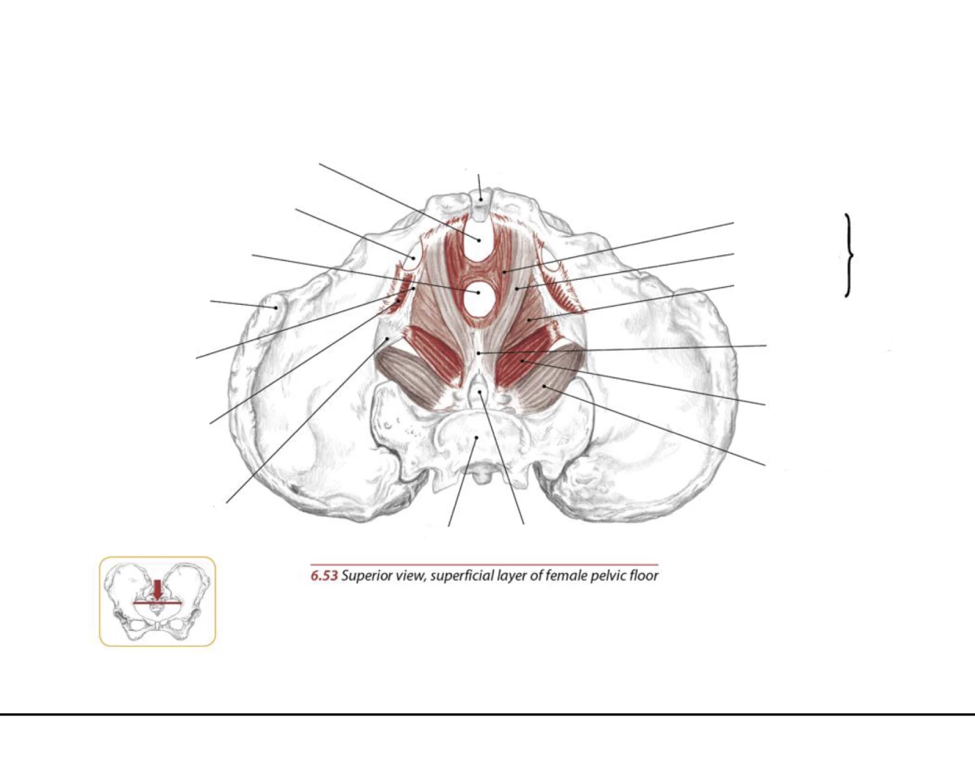 pelvic-floor-muscles-superior-superficial-layer-quiz