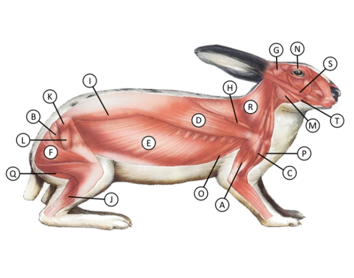 Rabbit muscles Quiz
