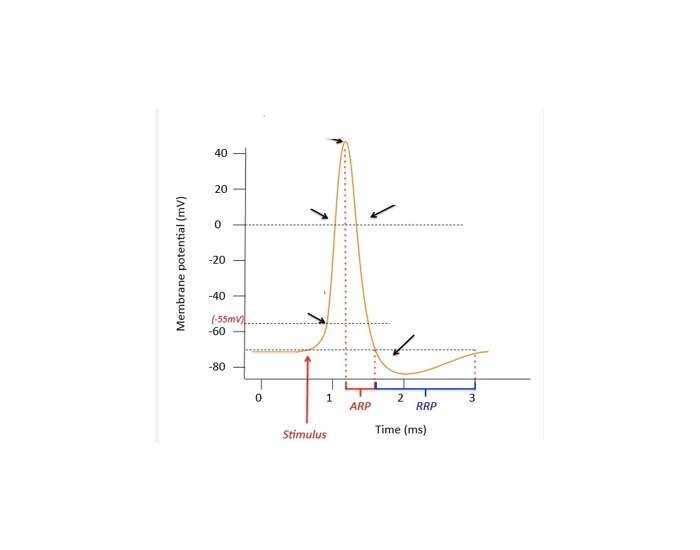 Nerve Impulse channels on graph Quiz