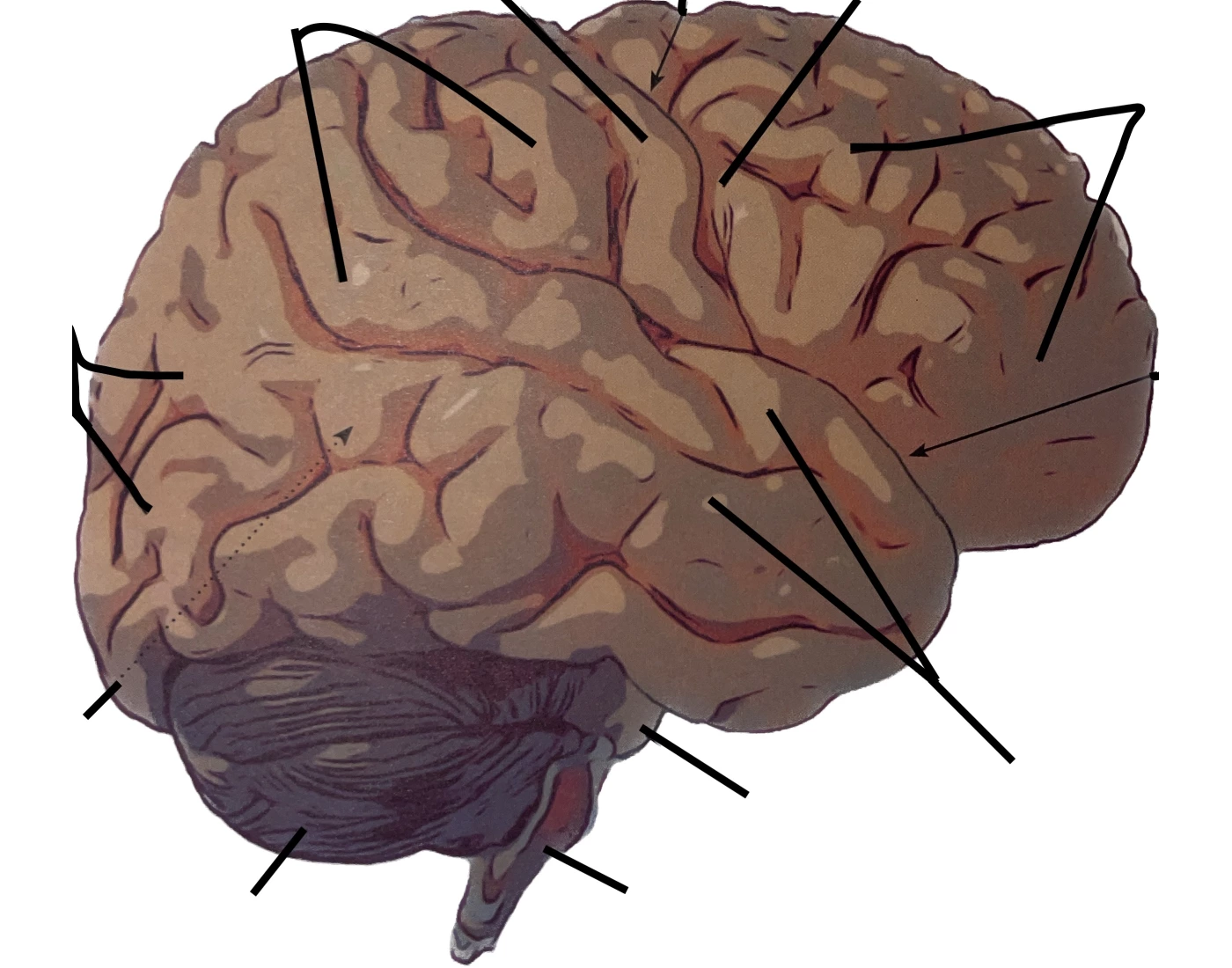 Brain External View Label external brain. lateral view. Quiz