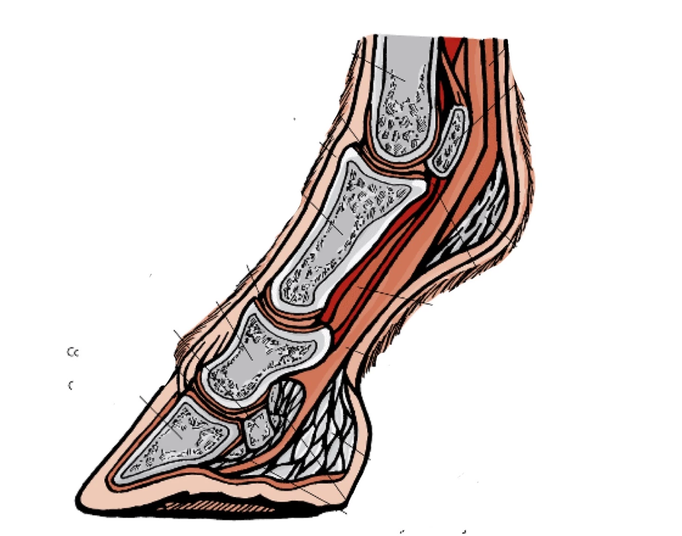 HOBUSE JALA ANATOOMIA Quiz