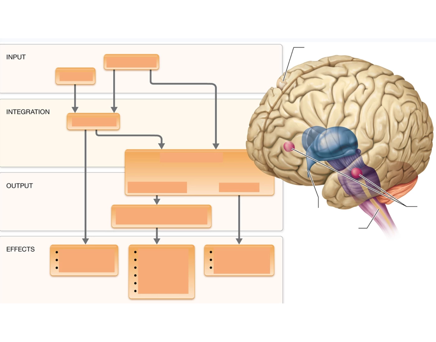 NS control of homeostasis Quiz