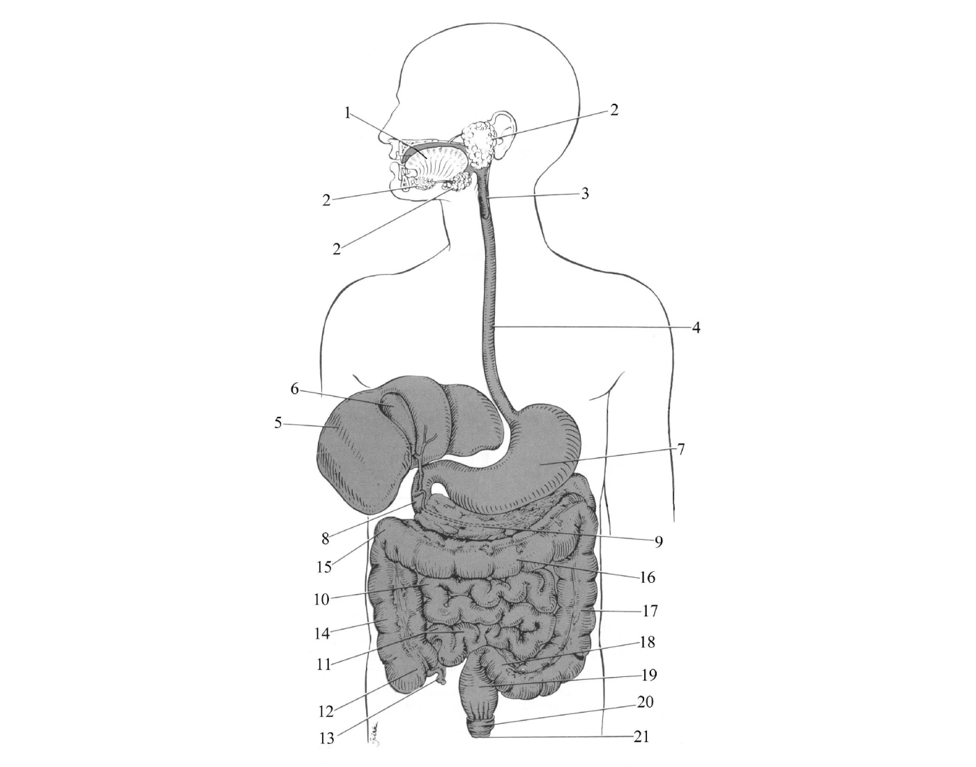 labeling-the-digestive-system-quiz