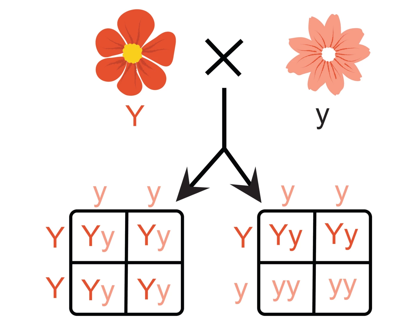 Genetics Cross (Review) Quiz