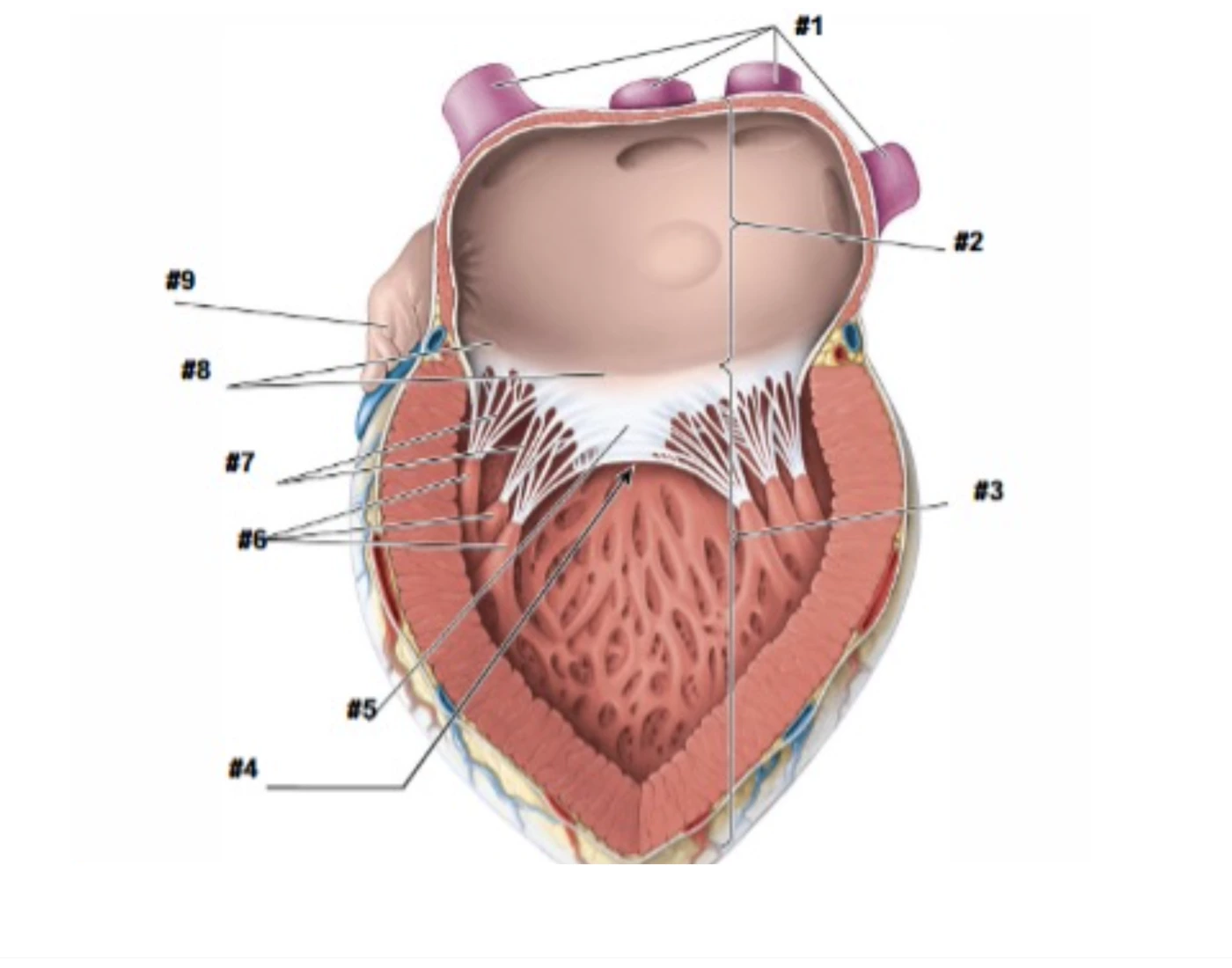 Left Atrium Tractor interior left atrium and left ventricle Quiz