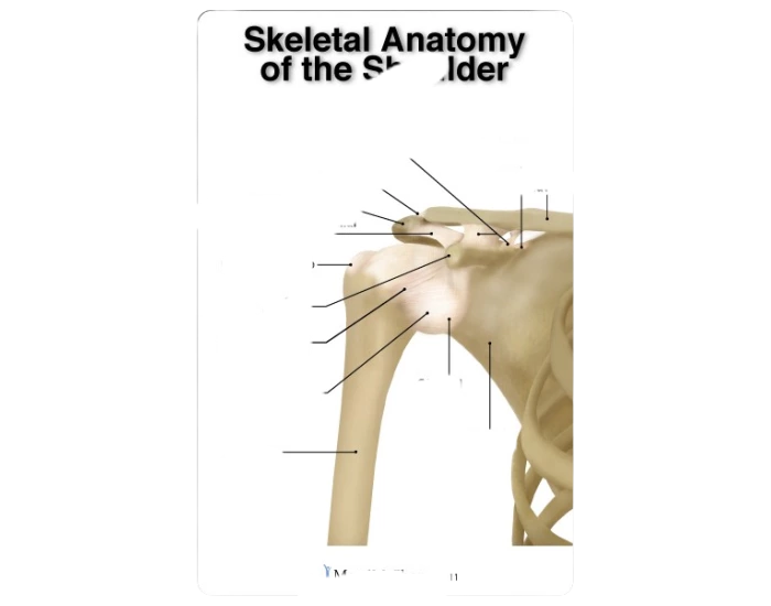 Shoulder Anatomy Quiz