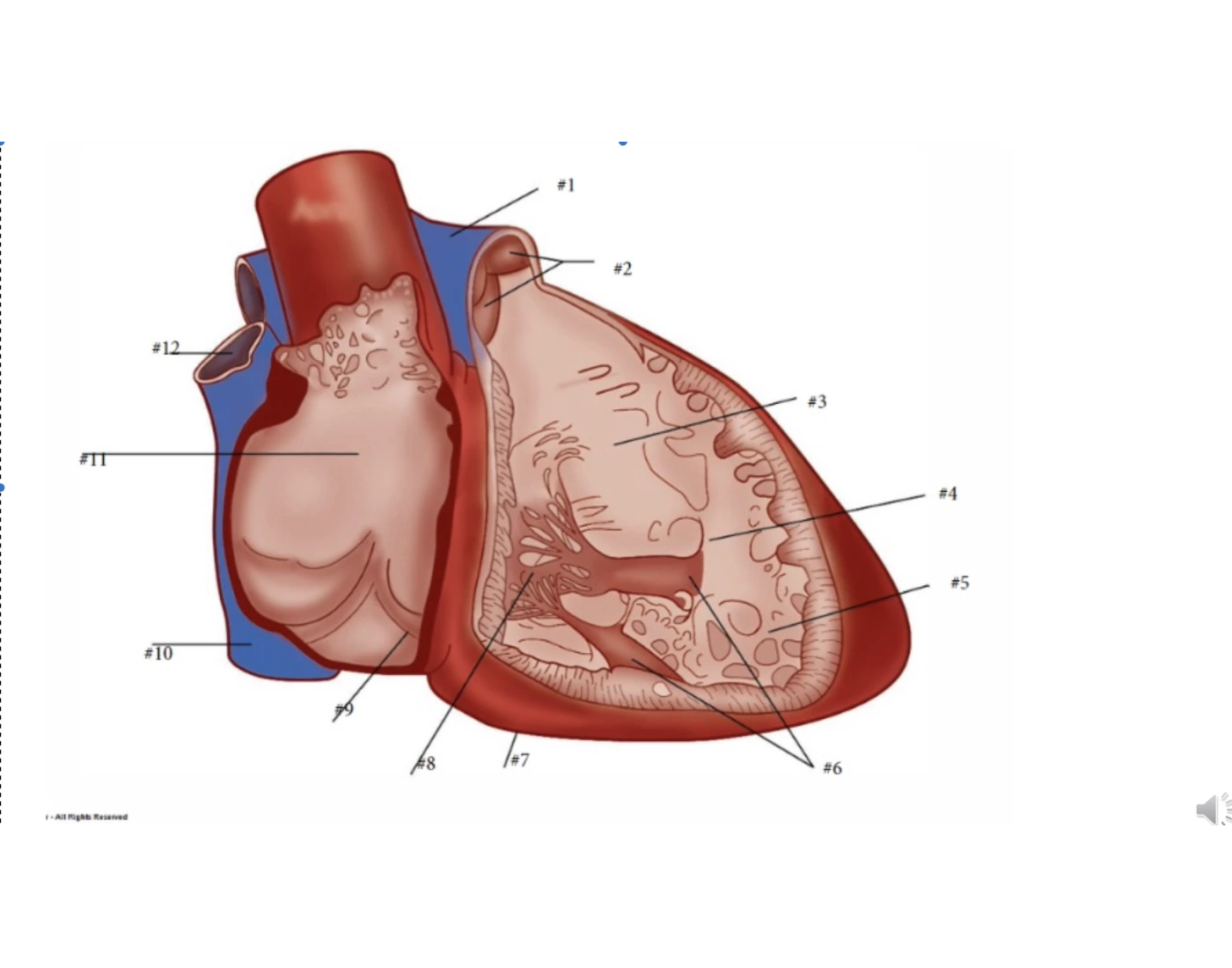 Structures In The Right Atrium Interior structures of the right atrium and right Quiz