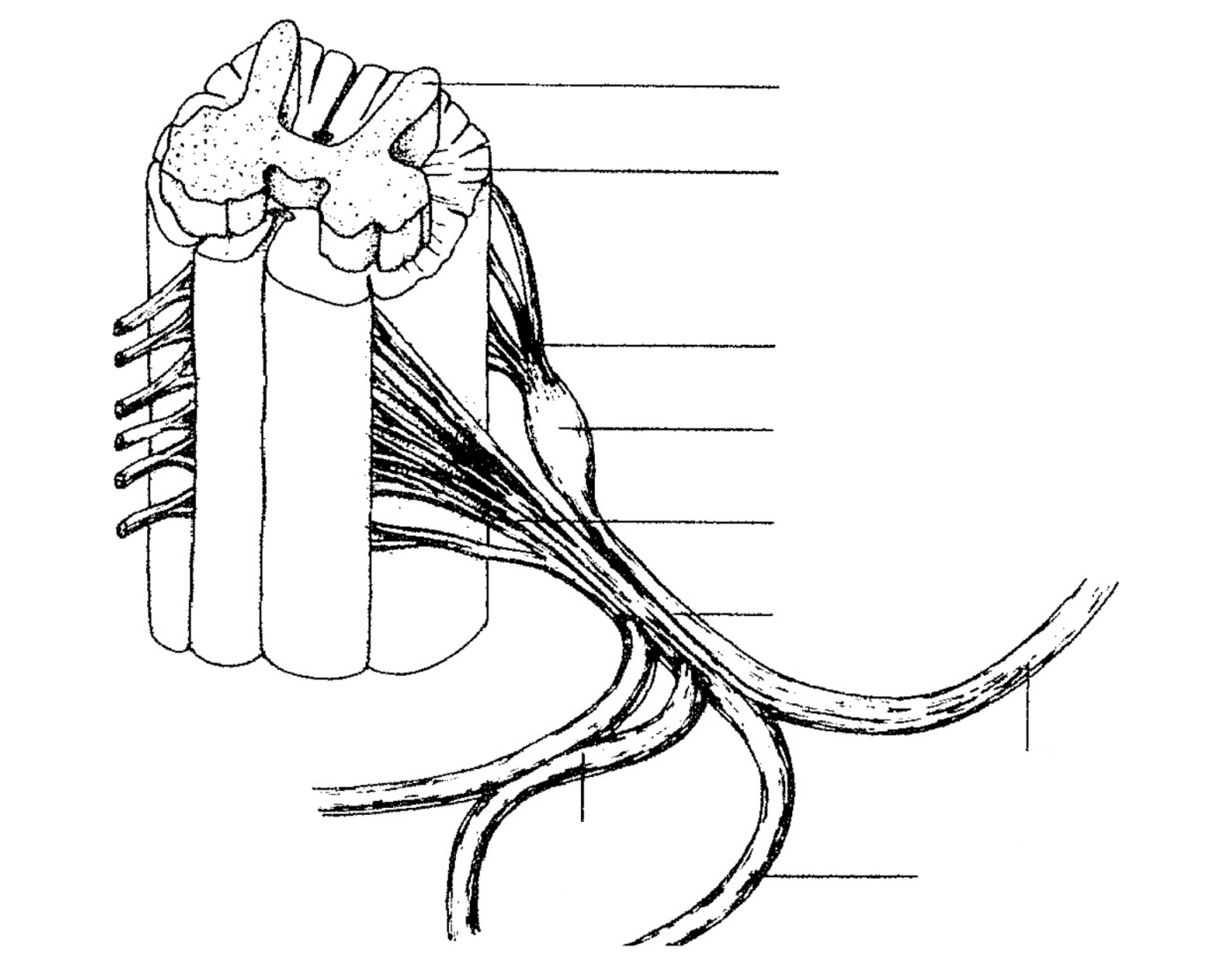Spinal Cord Nerve Quiz spinal-cord-nerve-quiz