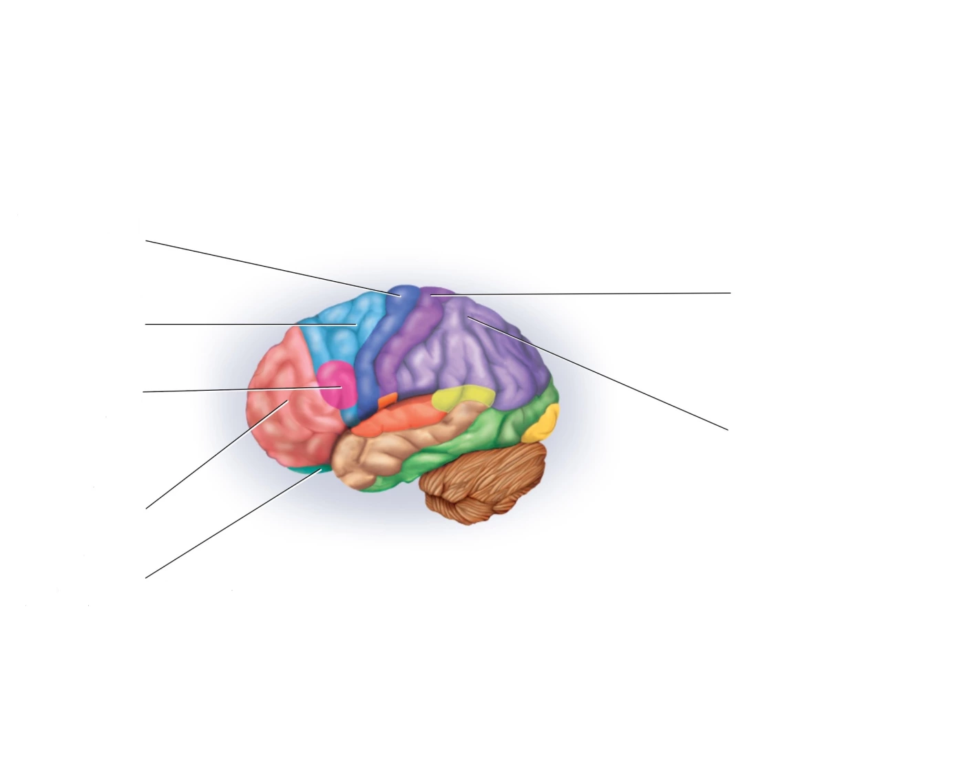 Cerebral Cortex Worksheet Regions of the cerebral cortex — Printable Worksheet