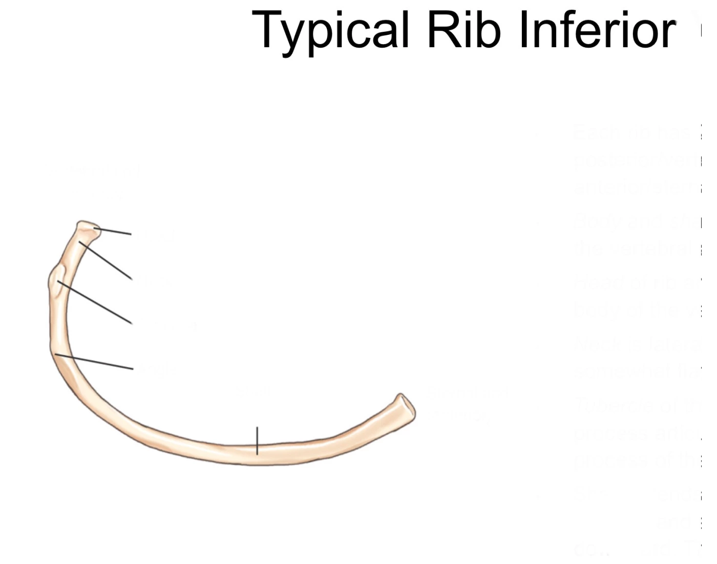 Internal Rib Ring Interior rib Quiz