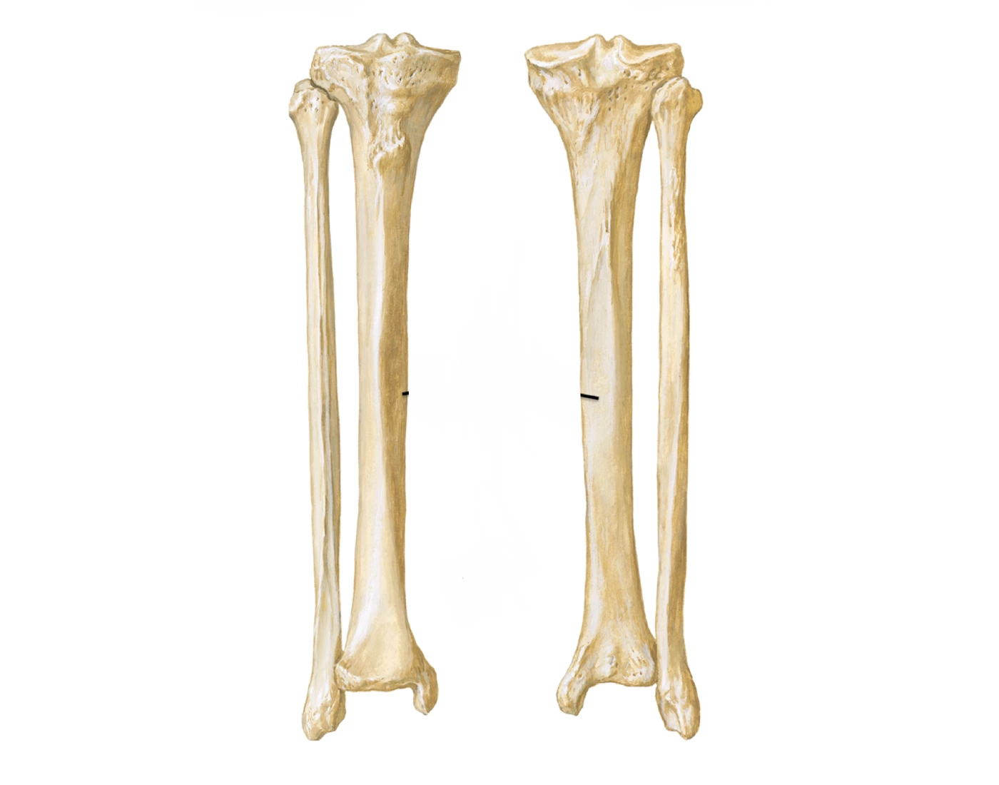 Trivia Tibia tibia and fibula bone anatomy Quiz