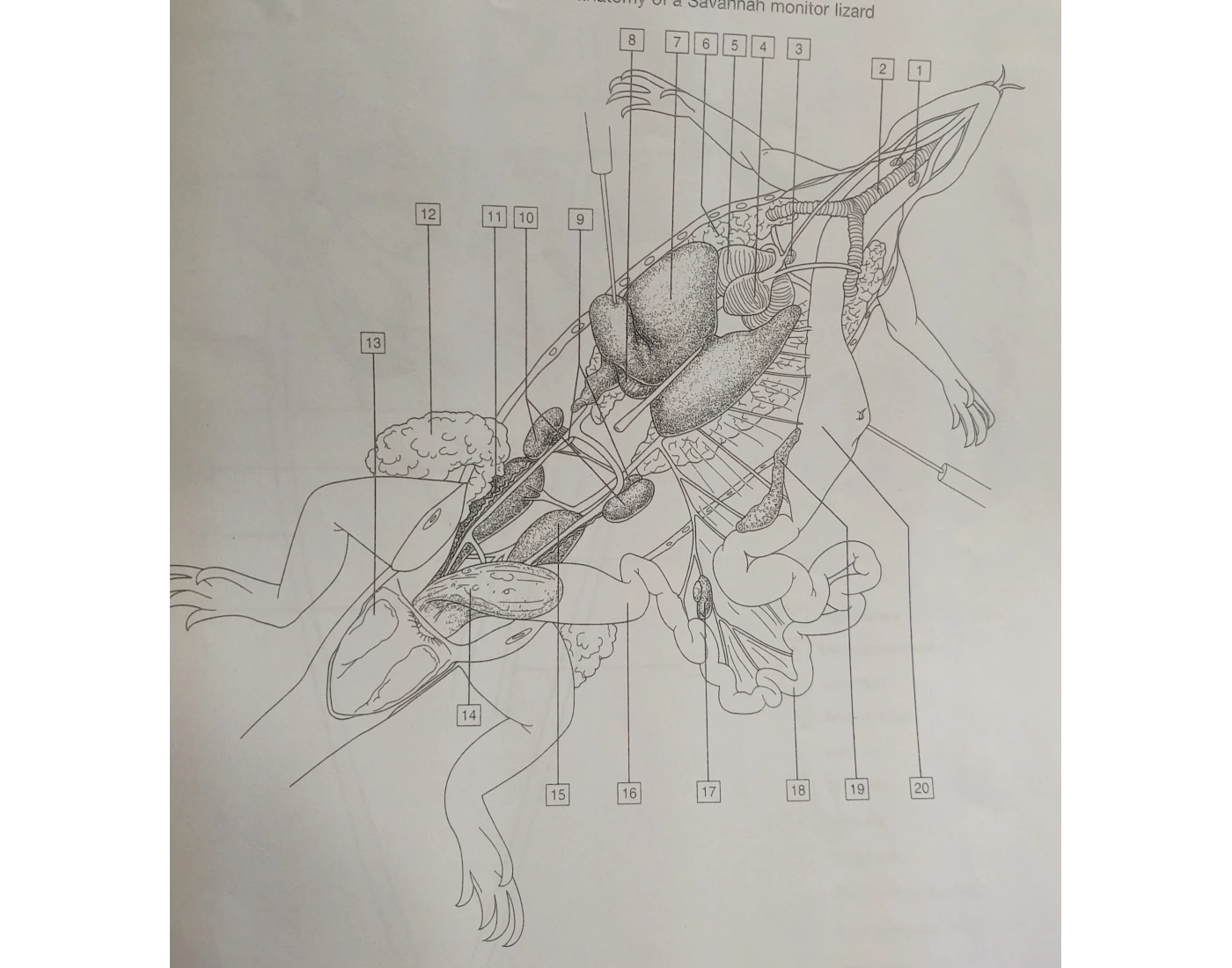 Lizard Questions Internal Anatomy of Lizard Quiz