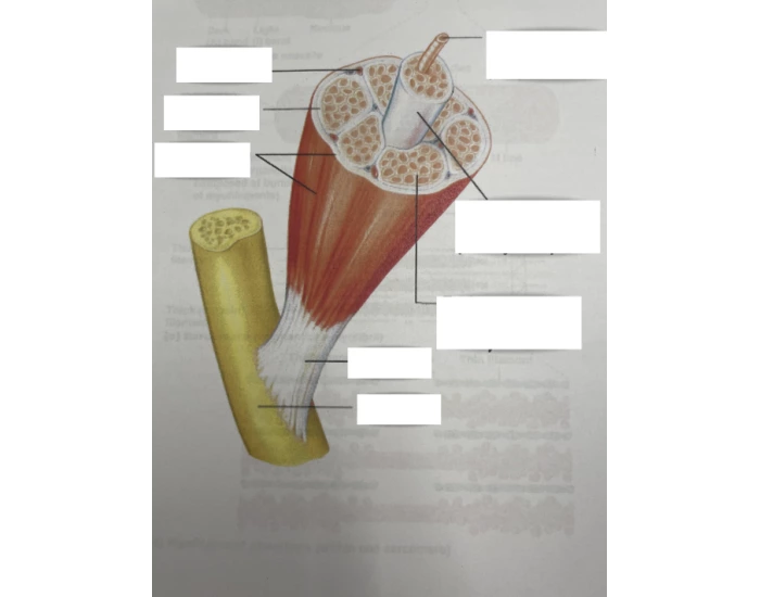 Connective Tissue Wrapping Quiz