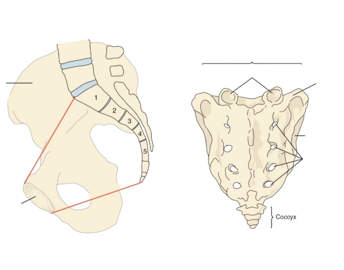 Sacral bony landmarks Quiz